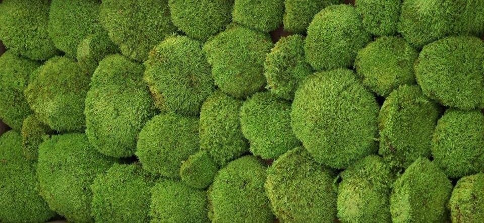 Горски и други видове мъх