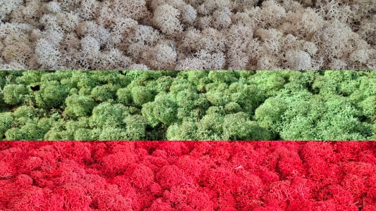 Скандинавски мъх