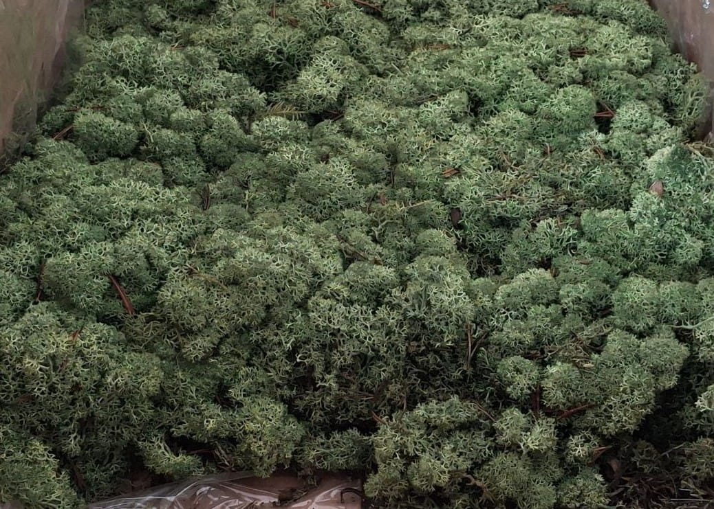 Скандинавски мъх