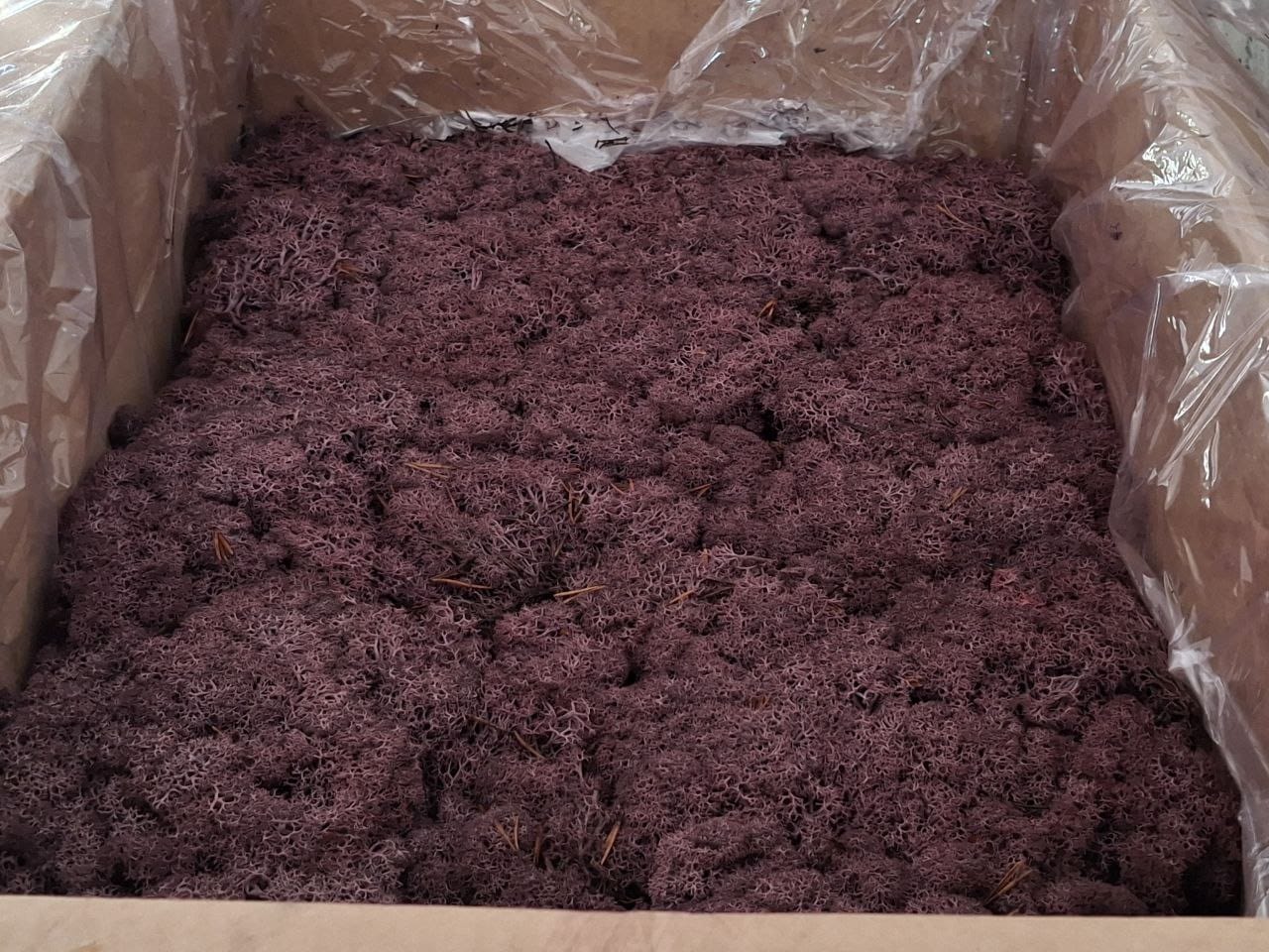 Скандинавски мъх