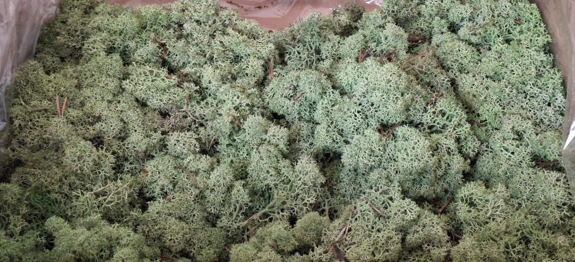 Скандинавски мъх