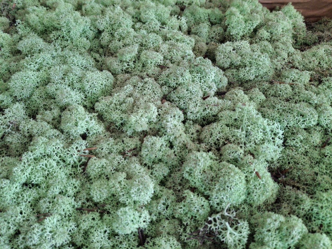 скандинавски мъх мента