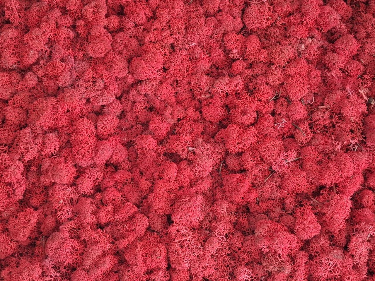 скандинавски мъх