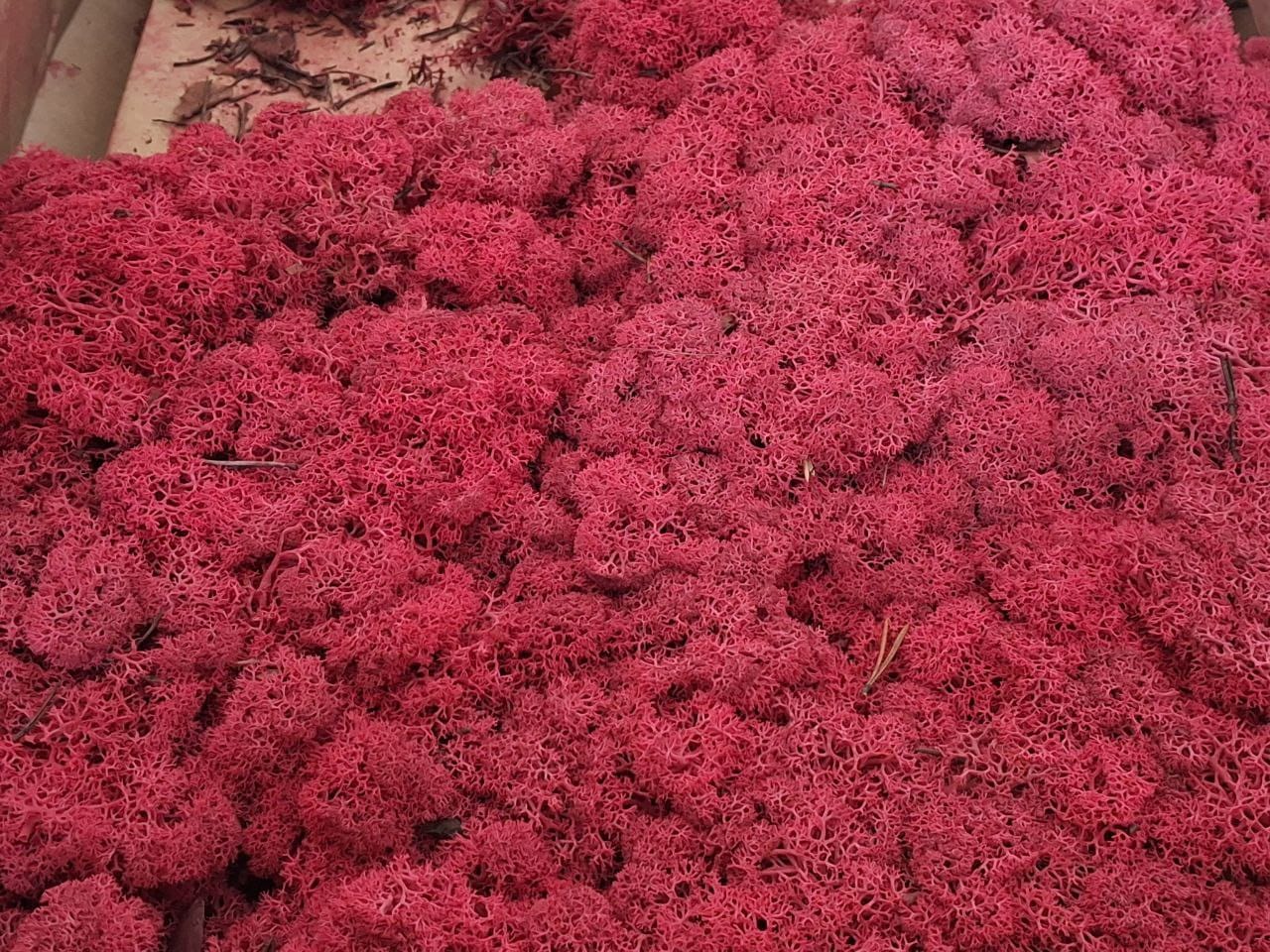 Скандинавски мъх