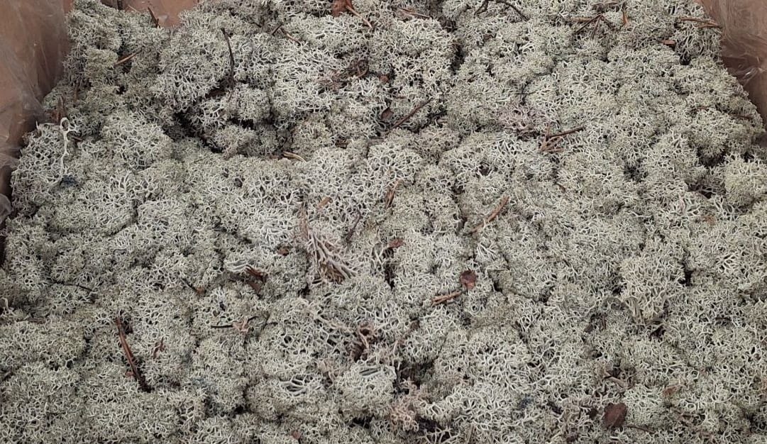 Скандинавски мъх