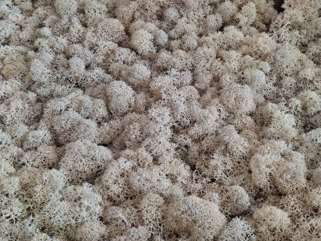 Скандинавски мъх