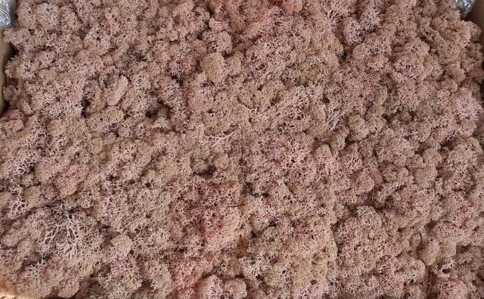 Скандинавски мъх