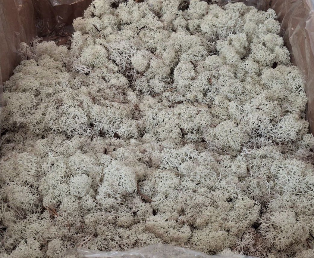 Скандинавски мъх