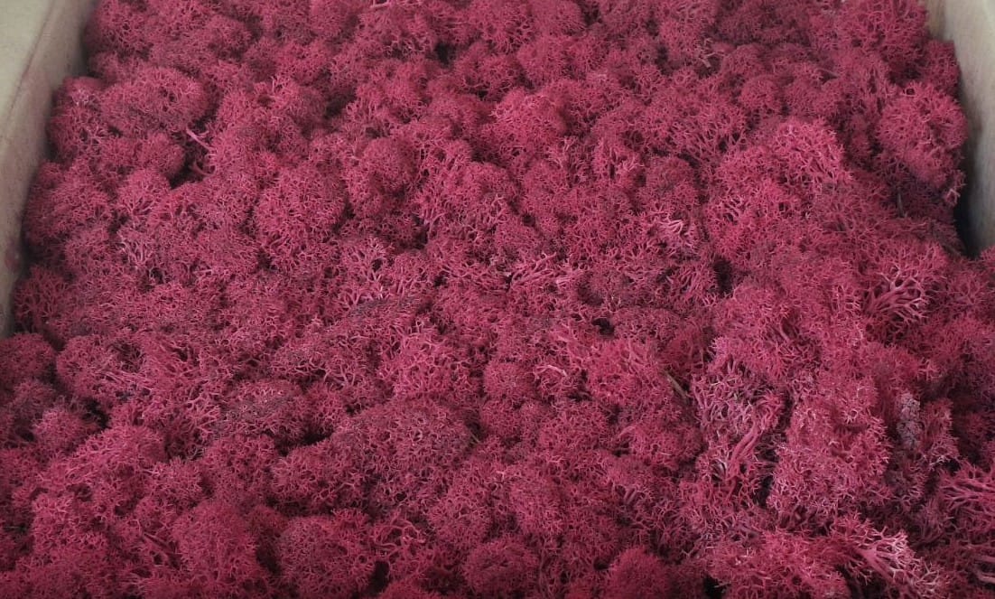 Скандинавски мъх