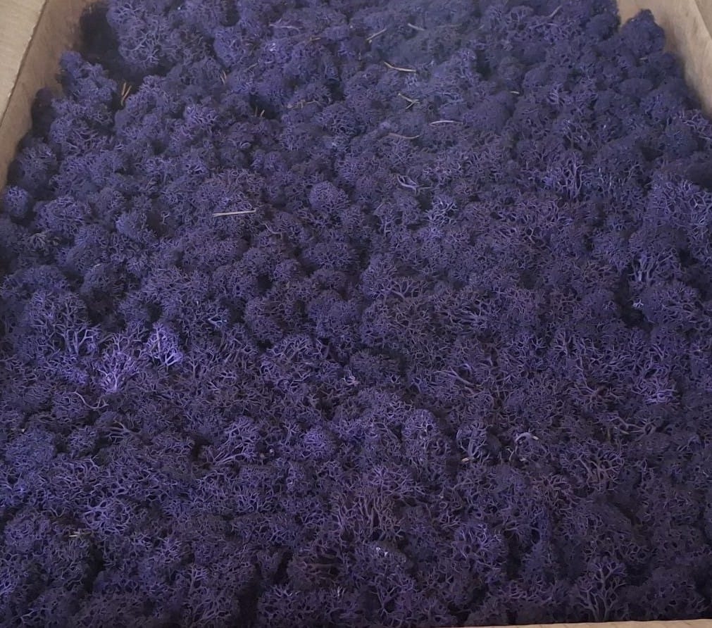 Скандинавски мъх