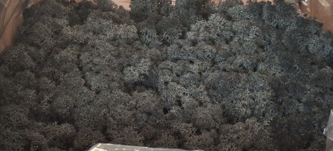 Скандинавски мъх