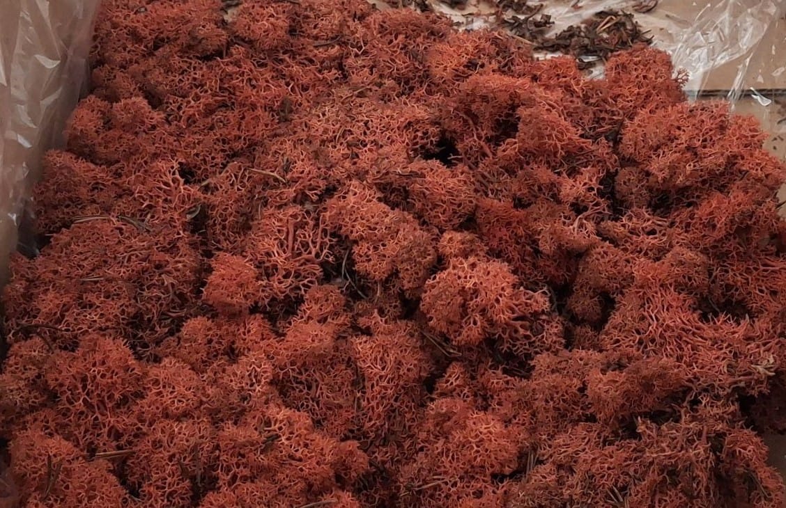 Скандинавски мъх