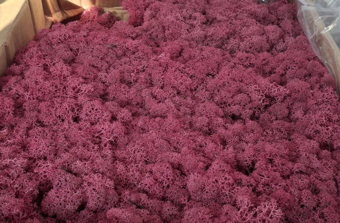 скандинавски мъх