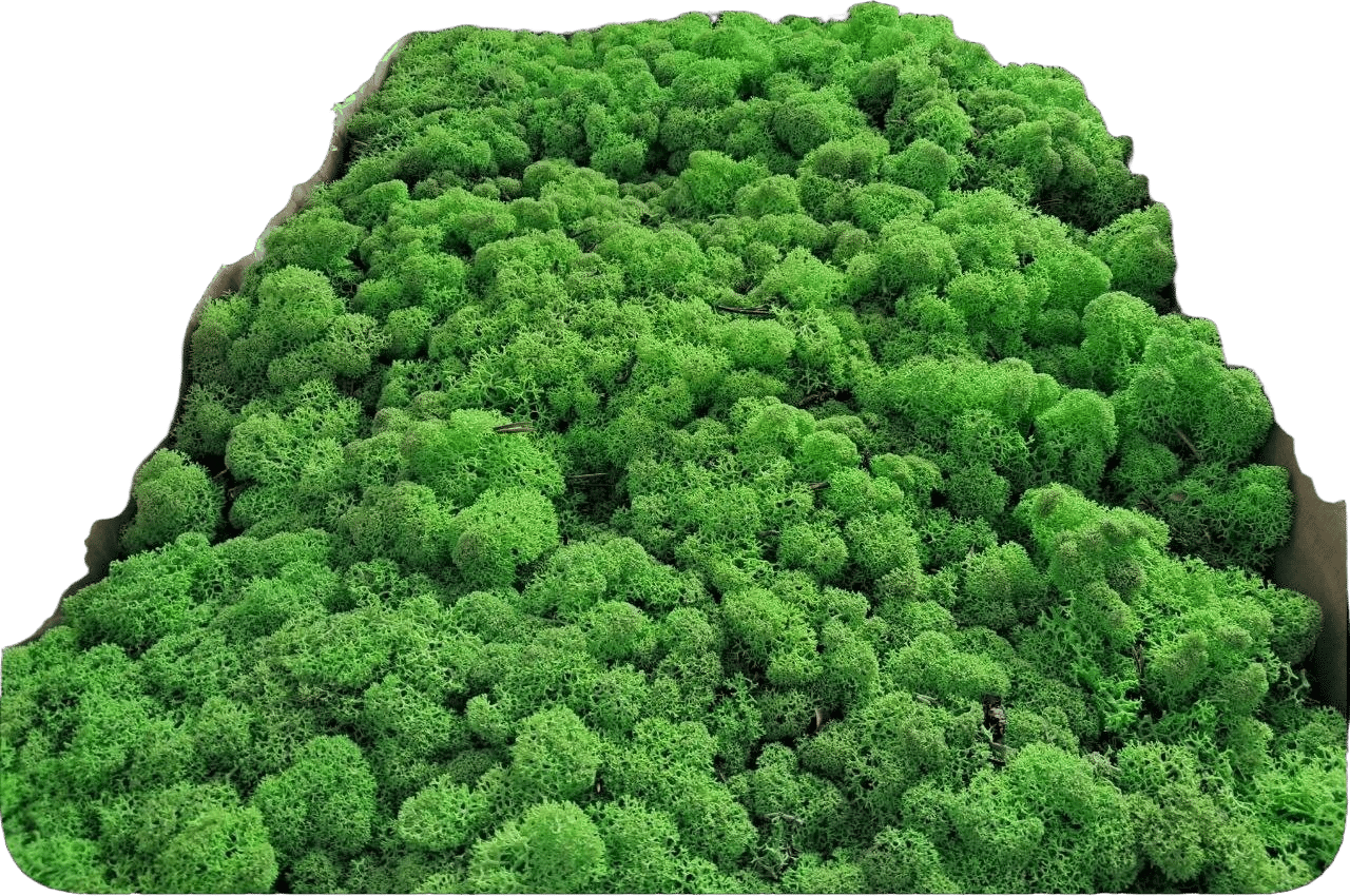 скандинавски мъх