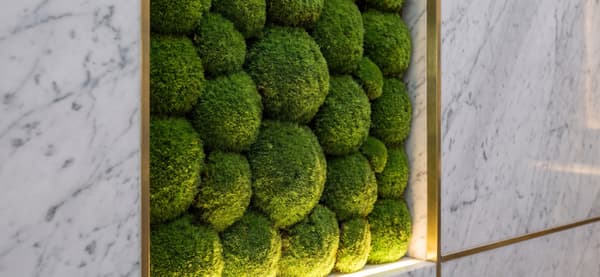 Forest and other moss species