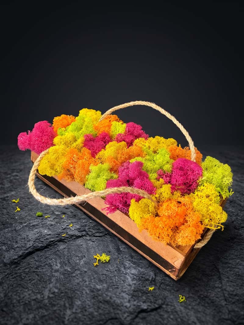 a box lined with colorful moss