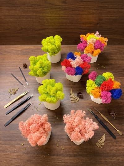 small pots with moss