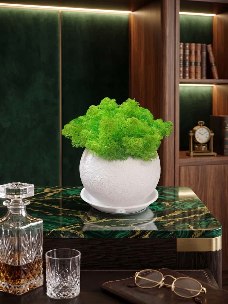 green moss