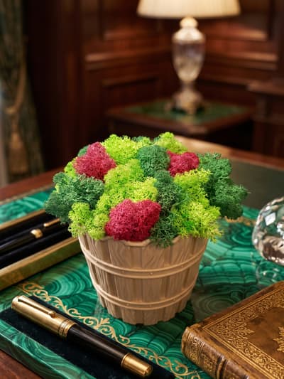 pot with green moss and cyclamen