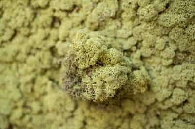 Scandinavian moss
