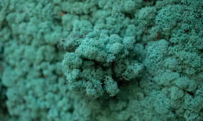 Scandinavian moss