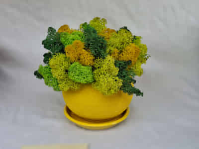 Yellow planter with moss