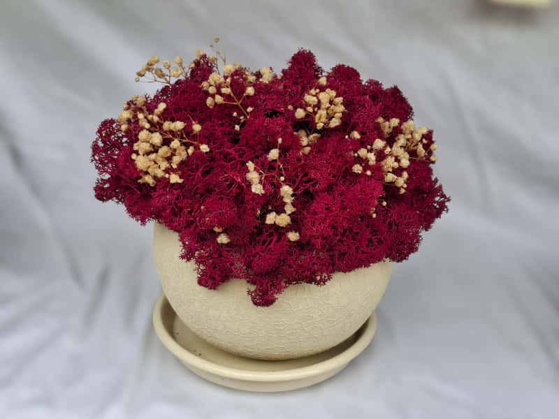 Pomegranate color