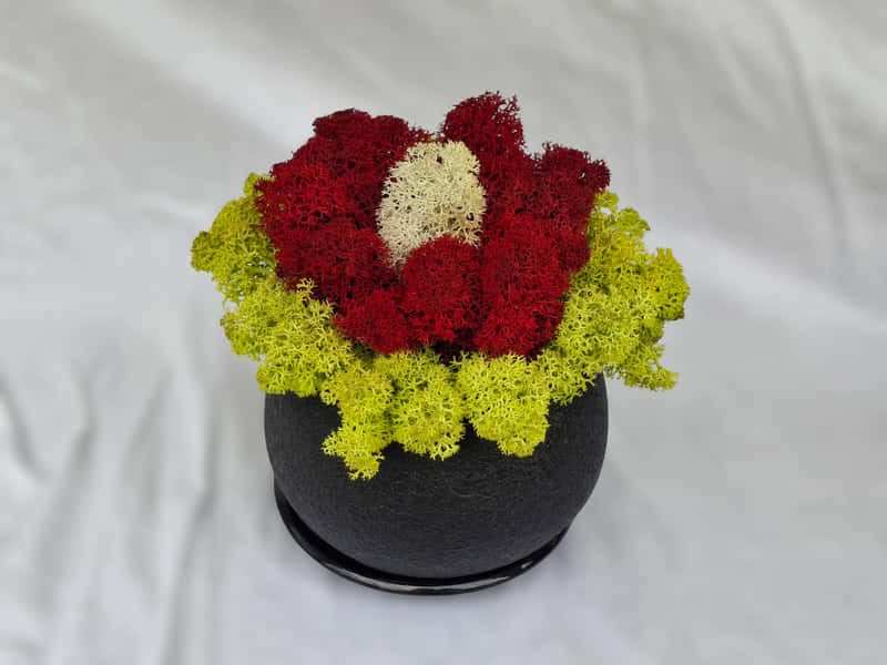 Poinsettia