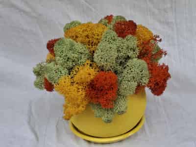 Moss planter