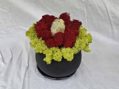 Moss planter 